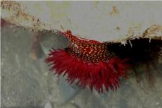 Strwaberry Anemone © Keith Hiscock